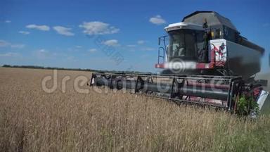 联合收割机收割小麦. 慢生活方式运动视频。 农业收获概念。 田间的联合收割机